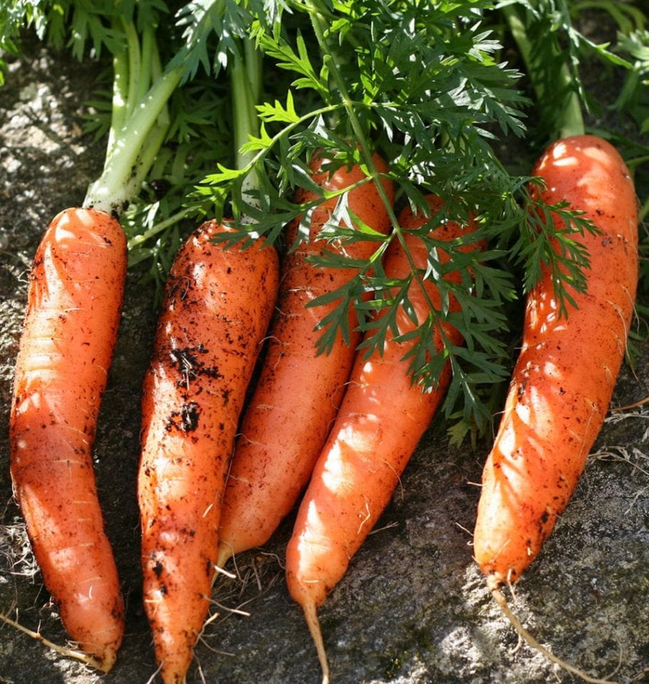 How To Plant Vegetables For Kids