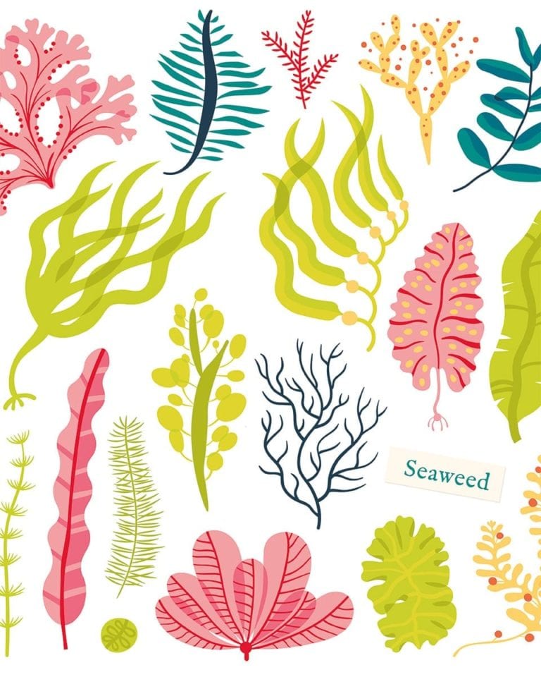 Should we all be eating seaweed? - delicious. magazine