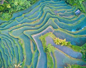 Righteous rice! How to buy and cook sustainable grains