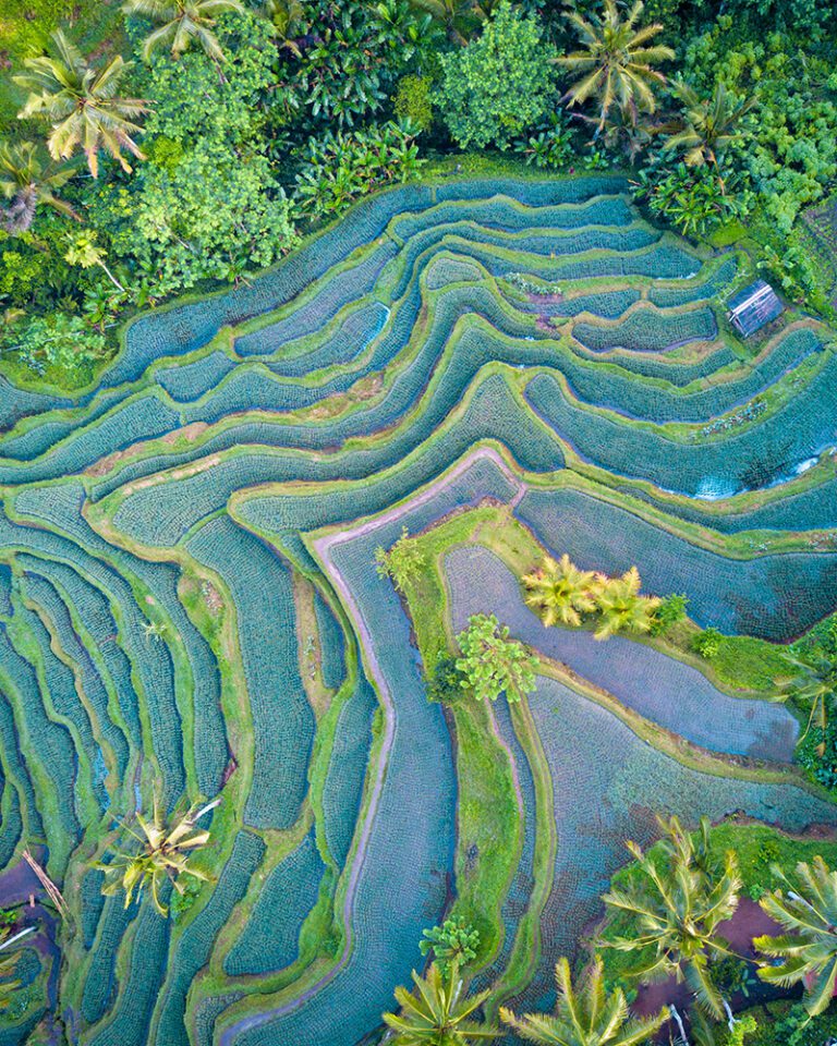 Righteous rice! How to buy and cook sustainable grains